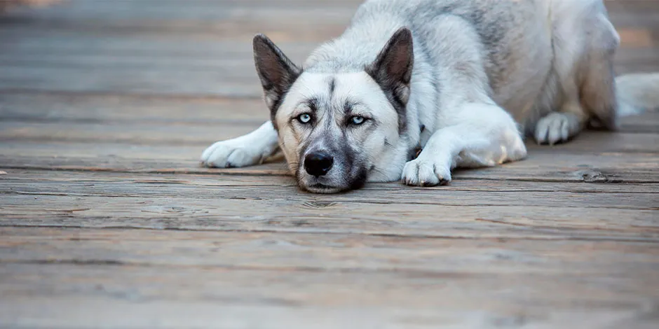 Purina-cuidados-del-perro-senior.jpg