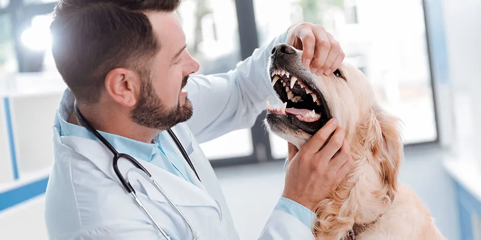 Revisiones de mi perro articulacionespeso dientes.jpg