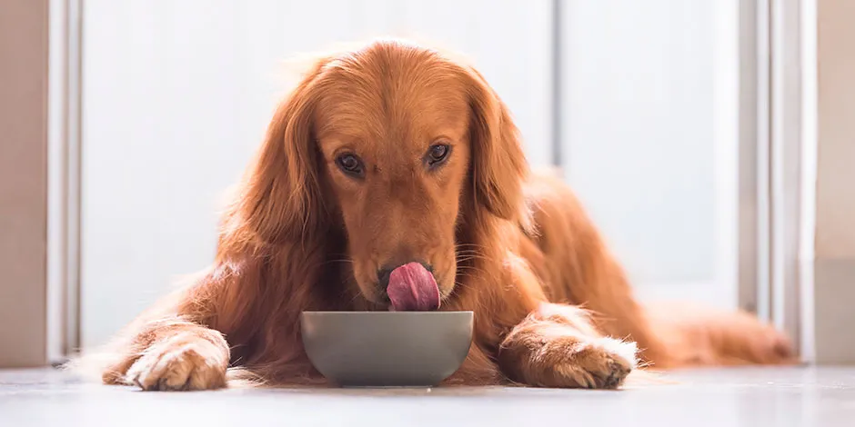 Tipos de comida para perro adulto según sus necesidades.jpg