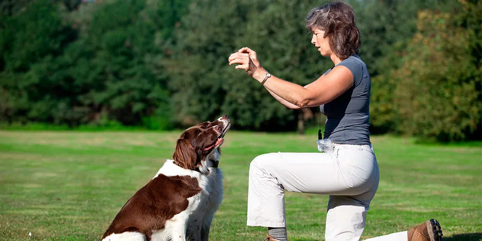 purina-como-entrenar-a-tu-perro-en-casa.jpg