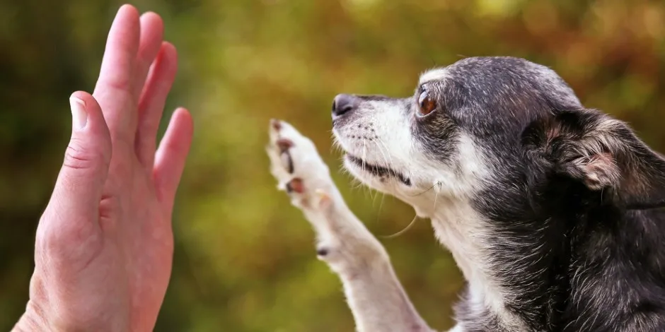 purina-consejos-para-una-mente-sana-en-perros-senior.jpg