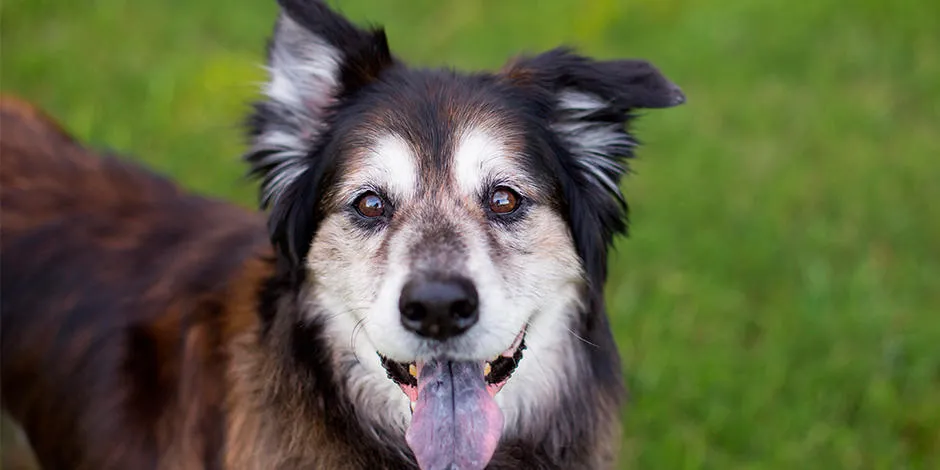 purina-edad-de-los-perros-es-tu-perro-mayor.jpg