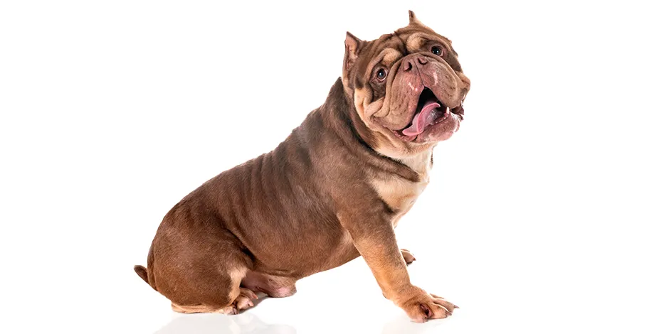 AMERICAN BULLY 940X470 1SINF.png