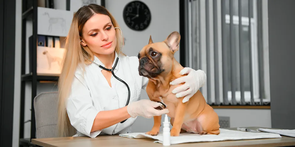 Diferenças entre Bulldog Inglês e Francês - Inova Veterinária