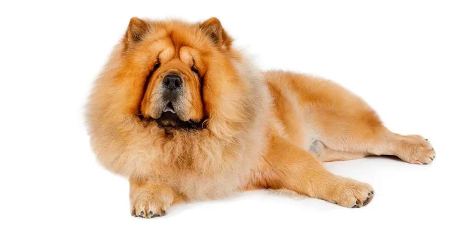 CHOW CHOW 940X470 1 SINF.png
