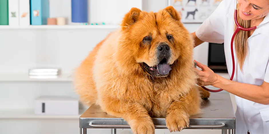CHOW CHOW 940X470 4 SALUD.png