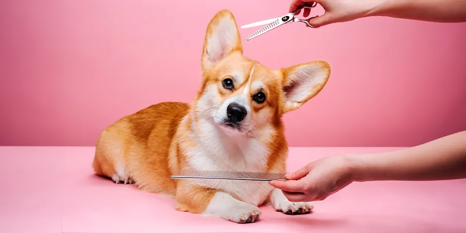 CORGI-940X470-ASEO.png