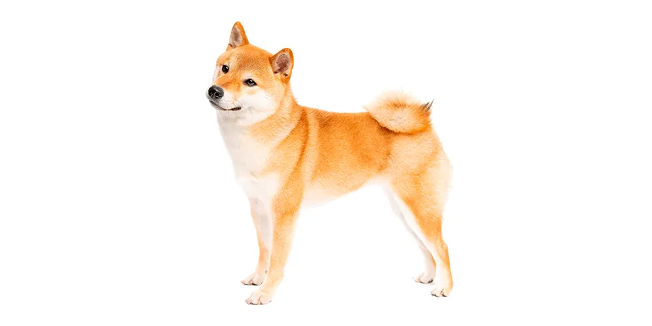 SHIBA INU 940X470 1 SINF.png