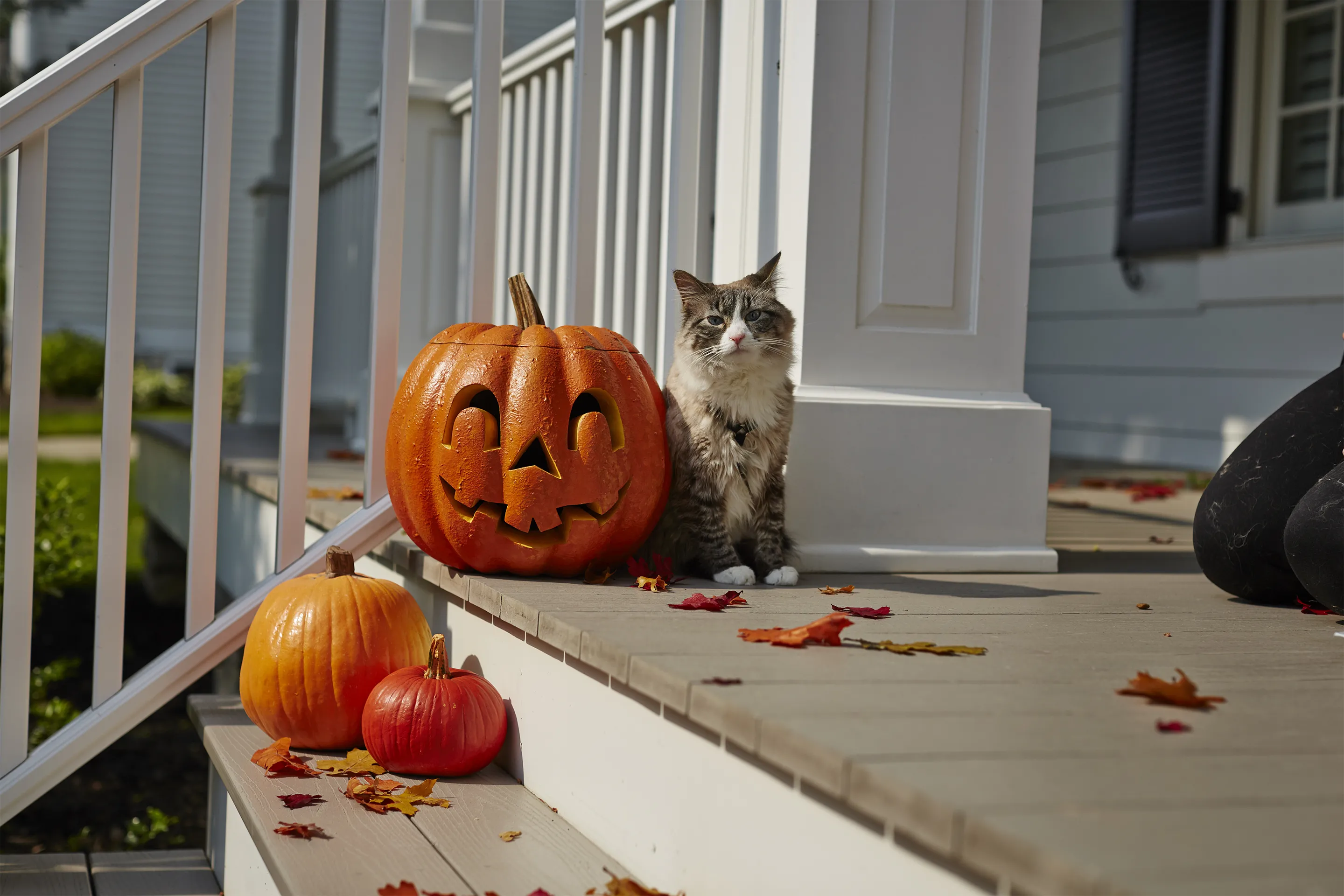 disfraces-de-gatos-gato-calabaza-cl.jpg