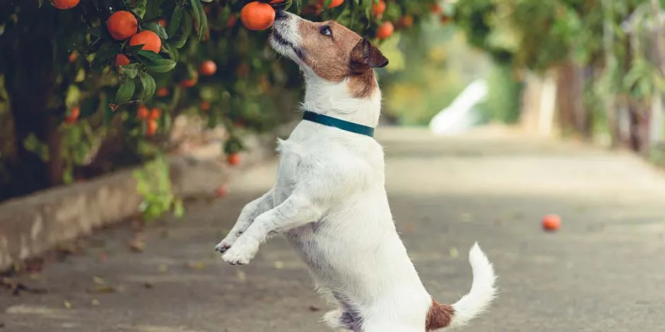 perro-miniatura-buscando-una-naranja.jpg