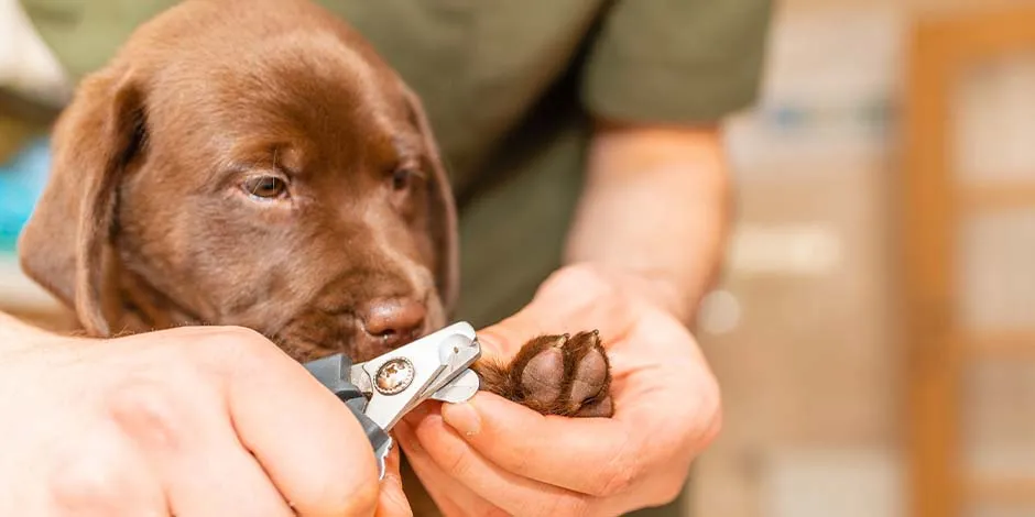 como-cortar-unas-perro-labrador-cl.jpg