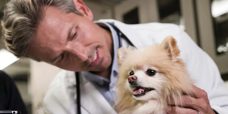El veterinario te orientará en cómo hacer una correcta limpieza dental en perros, como en el caso de este pomerania