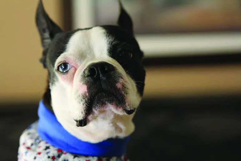 Por más irresistible que sea la mirada de tu mascota, no le des comida para humanos, pues podrías darle algunos alimentos prohibidos para perros.