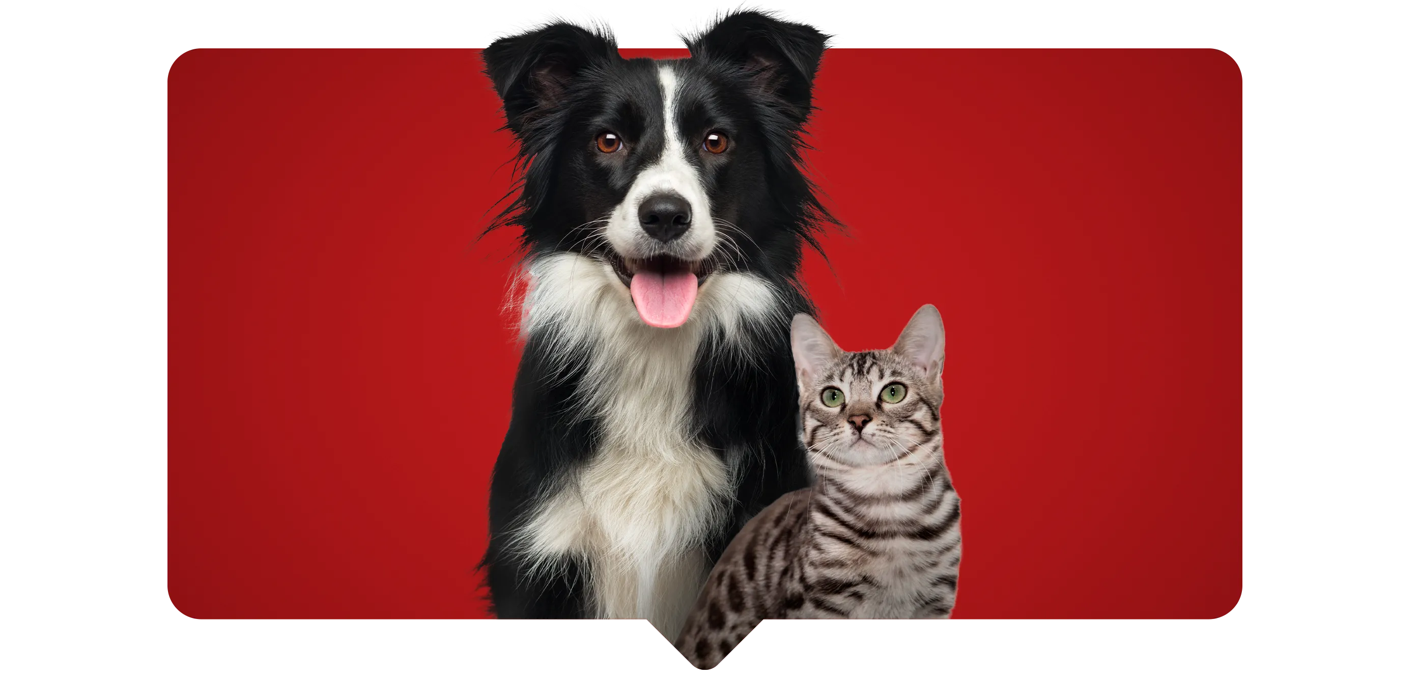 purina-one-newsletter.png