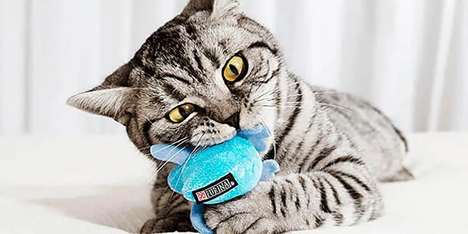 Un gatito con su peluche. Los mejores juguetes para gatos mantienen activos sus instintos.