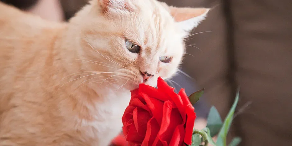 Michi olfateando una rosa. Los mejores juguetes para gatos cuidan sus sentidos, mientras lo entretienen.