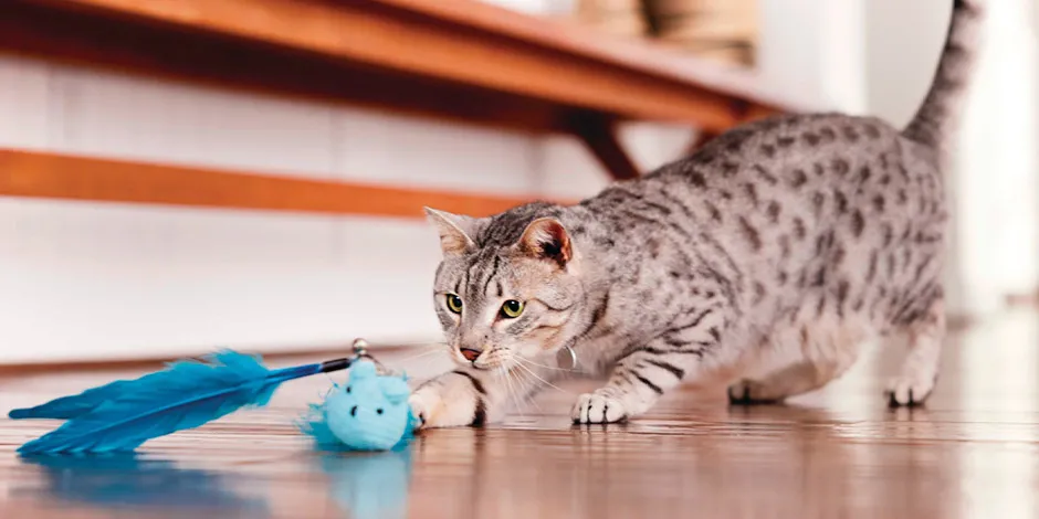 Gatito gris divirtiéndose con una vara, uno de los mejores juguetes para gatos.