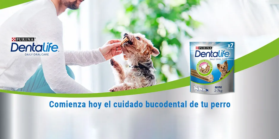 Cuantos juguetes debe discount tener un perro