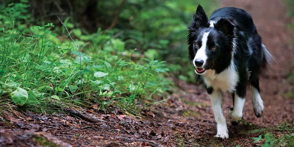 Elige los mejores juguetes para perros y mejora su salud física y mental, como con este atlético collie.