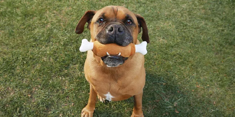 Mi perro se comio un juguete de discount goma