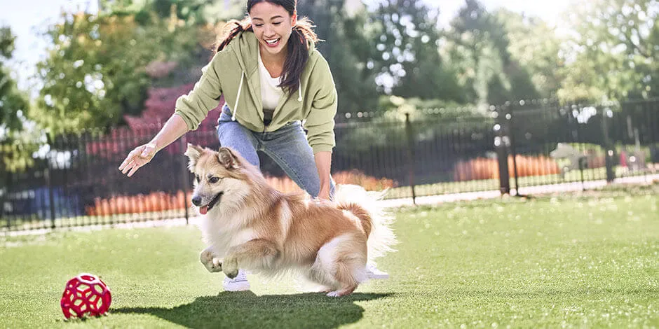 Elegir los mejores juguetes para perros es fácil. Aprende cómo y juega con él como hacen esta dueña y su mascota.