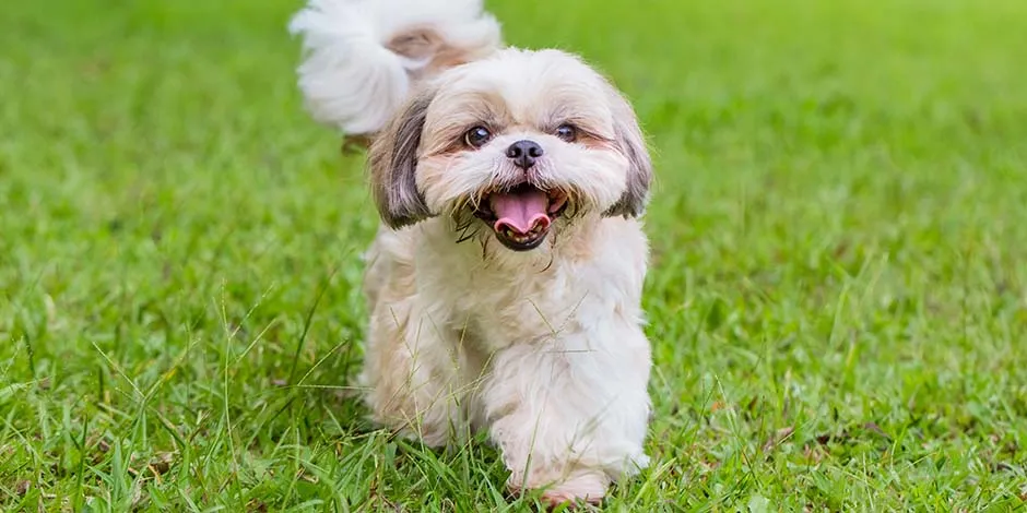 Pese a su llamativo pelaje, el shih tzu, como el de la foto, casi no genera alergia a los perros.