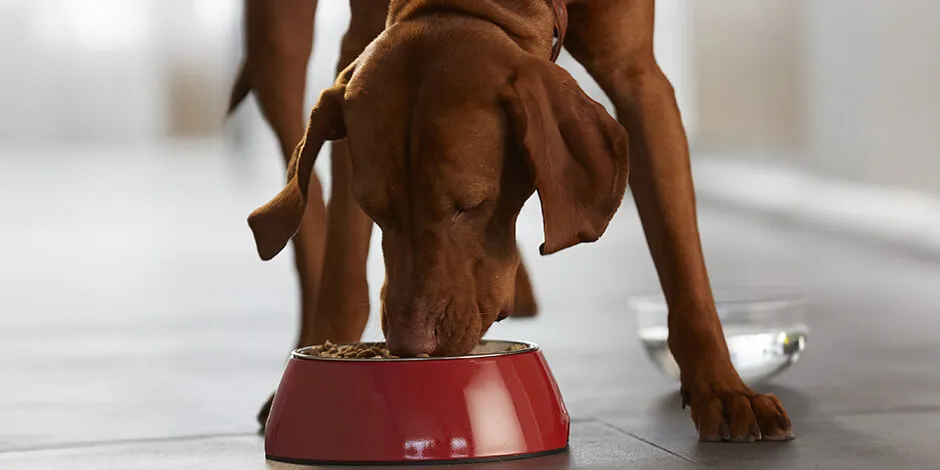 A tu mascota dale el comedero para perros ideal, como con este Vizsla alimentándose del suyo.