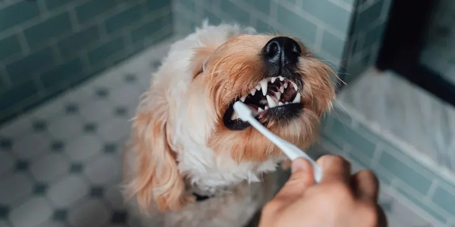 Promover la limpieza dental en perros, también hará que tu mascota no sufra otro tipo de afecciones.