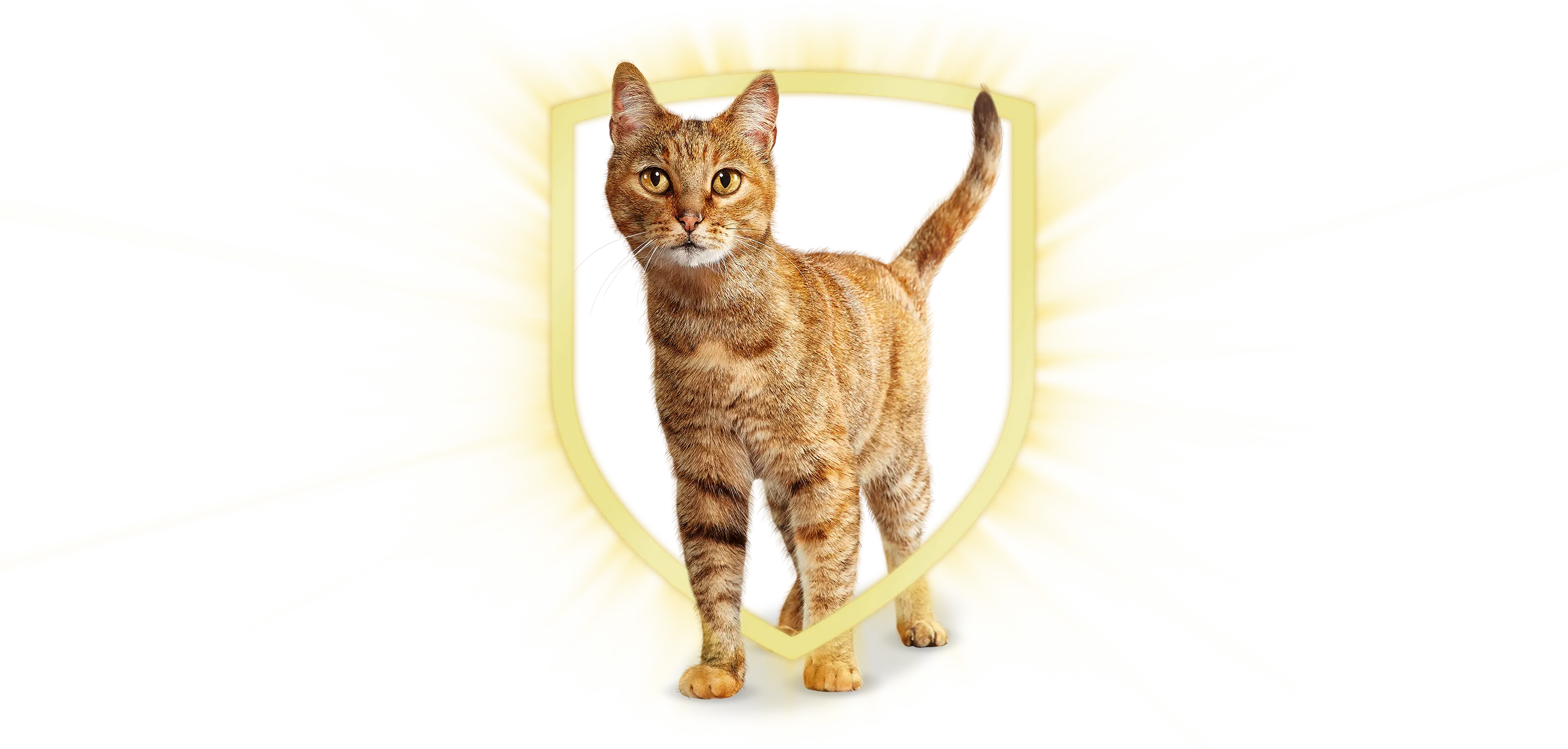 purina_cat_chow_cat_shield.png