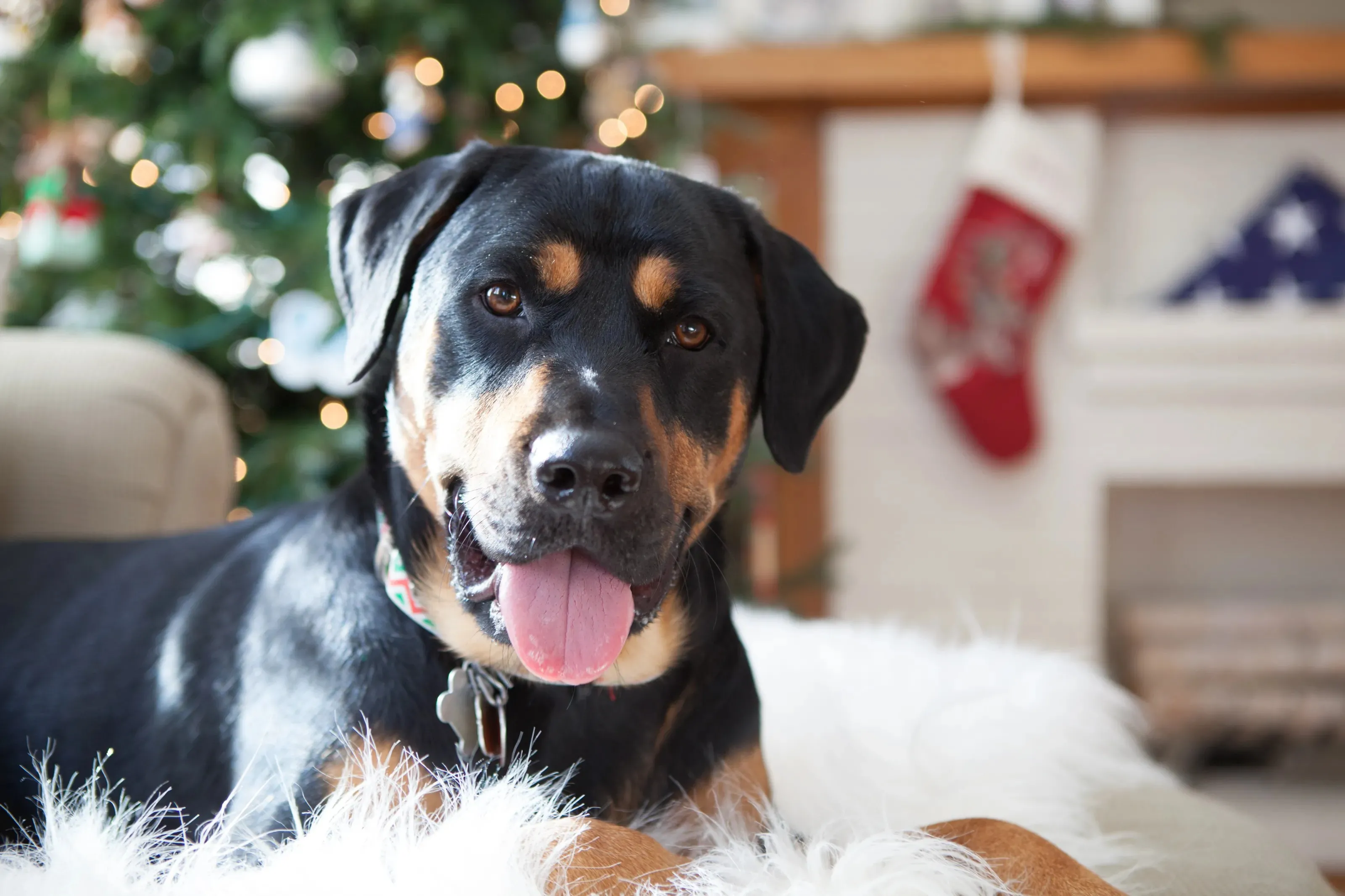 razas-de-perros-medianos-rottweiler.jpg