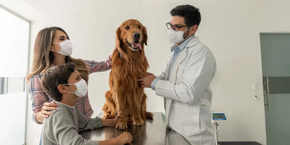 El veterinario dirá cada cuánto se desparasita un perro mayor. Lleva a tu mascota con él, como hace esta familia con su golden retriever