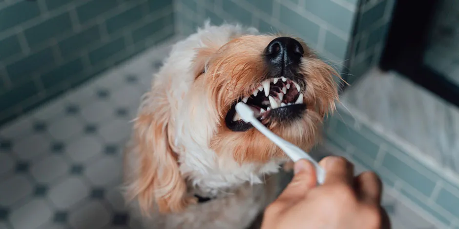 Cepillado dental canino. Junto al alimento para perros viejos con pocos dientes cuidará su bienestar.