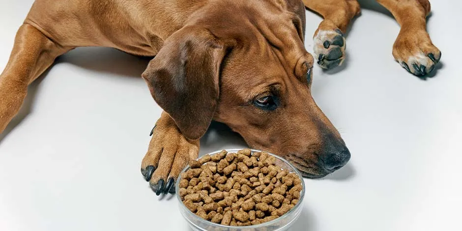 Mascota reacia a comer junto a su plato de alimento para perros viejos con pocos dientes.