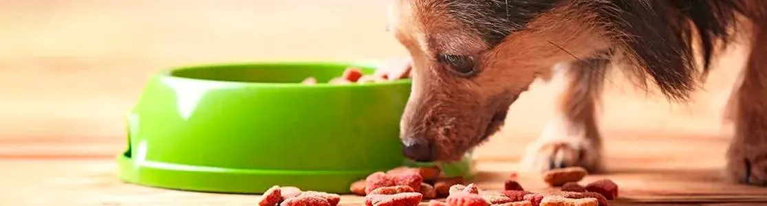 Chihuahua comiendo alimento para perros viejos con pocos dientes de su comedero.