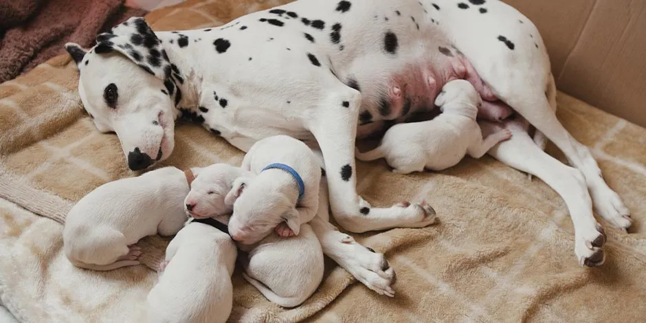 Dálmata junto a sus cachorros. Una alimentación balanceada para perra embarazada la nutrirá y a sus crías.