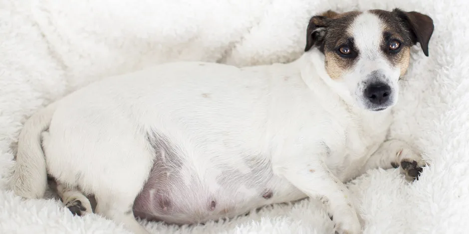 Perrita gestante en su cama. Una alimentación pensada para perra embarazada la nutrirá adecuadamente.