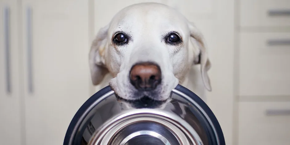 Un perro con la lengua de fuera Descripción generada automáticamente con confianza baja