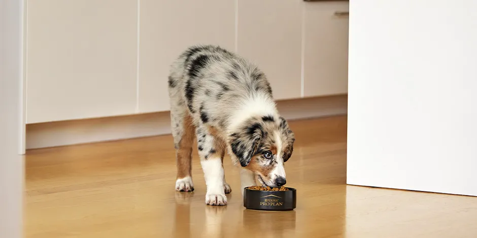 Perro parado sobre piso de madera Descripción generada automáticamente