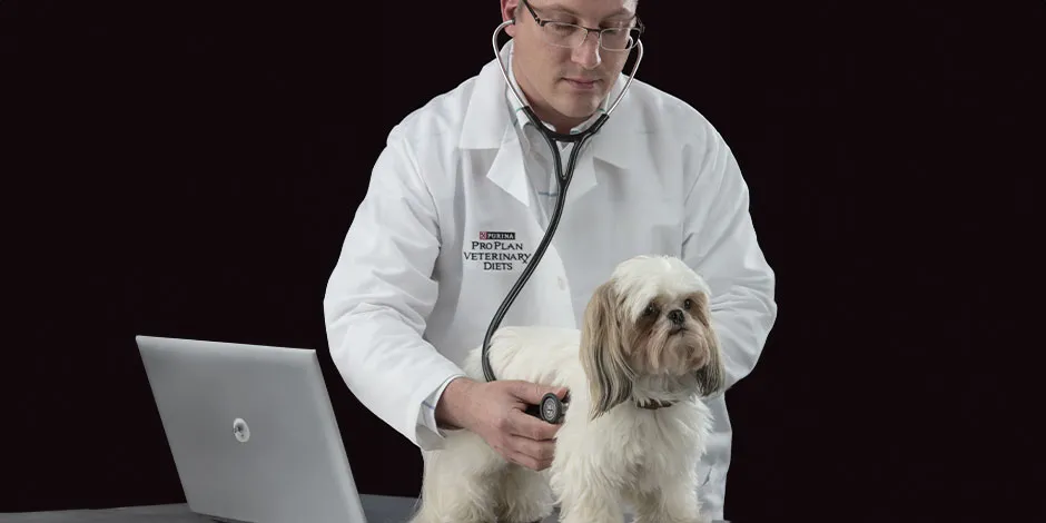  Veterinario de PURINA® junto a un Shih tzu, haciendo un estudio de comida sana para perro. 