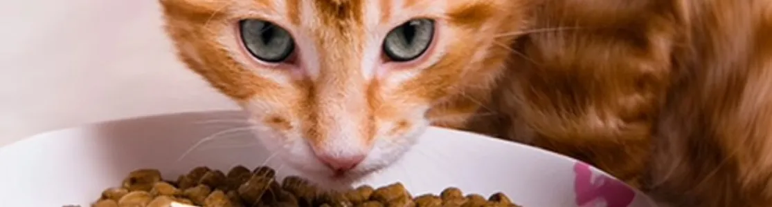 Aprende qué comen los gatos y alimenta bien a tu mascota. Michi naranja con su plato lleno.