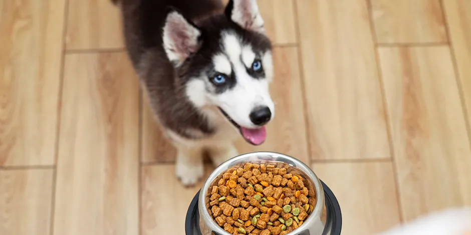 A tu mascota dale lo que debe comer un cachorro, según su raza. Husky junto a su plato de comida.