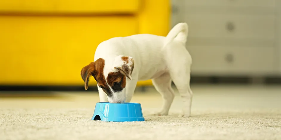 Descubre lo que debe comer un cachorro, como este Jack Russell que se alimenta de su plato azul.