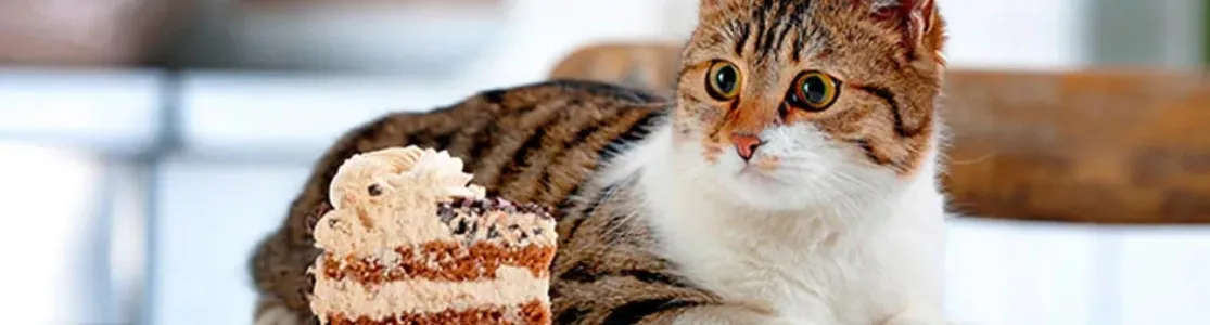 Gatito junto a un pastel de chocolate. Este es uno de los alimentos qué no pueden comer los gatos.