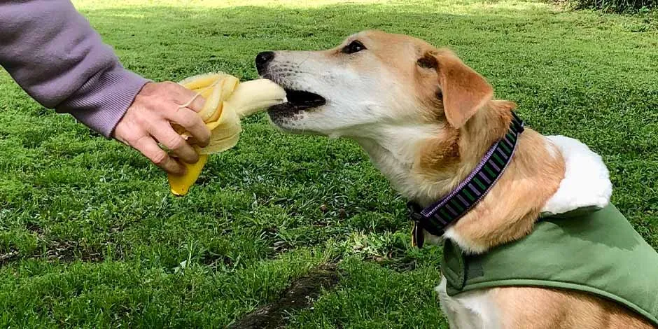 Mascota comiendo de mano de su tutor un banano, delicioso alimento de origen natural para perros.