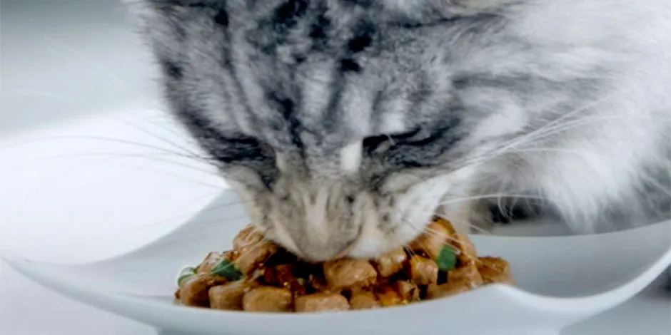 Prevén casos de “Mi gato no quiere comer, ¿qué hago?” con un alimento balanceado. Gatito comiendo.