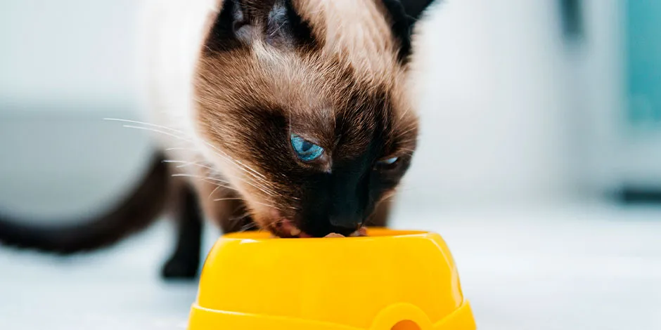 Siamés disfrutando de su plato de alimento. Conoce lo que comen los gatitos bebes.