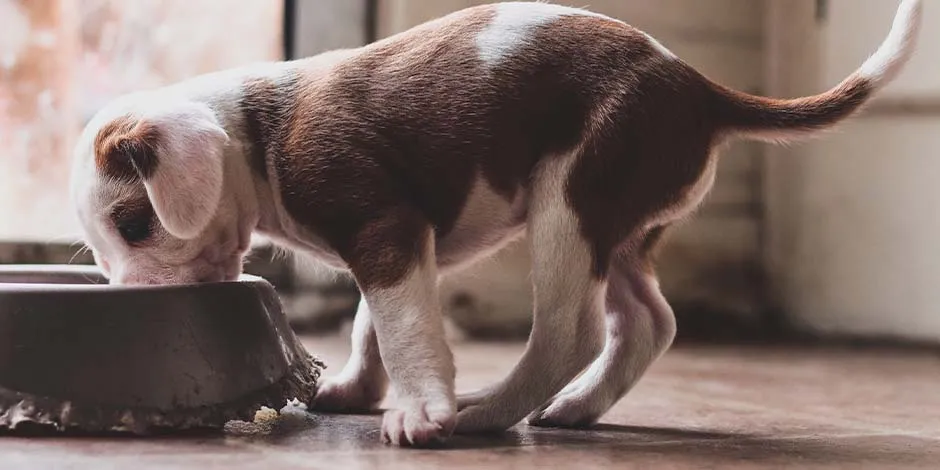 Cambiar el alimento de un perro según su edad por una fórmula adecuada es clave. Cachorro comiendo. 