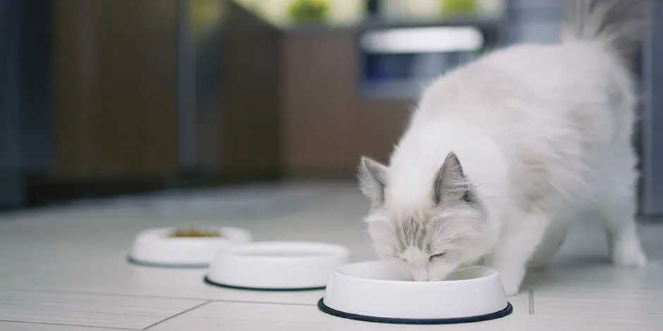 Cuánta comida húmeda se le da a un gato cambia según su condición y preferencias. Gato blanco comiendo.