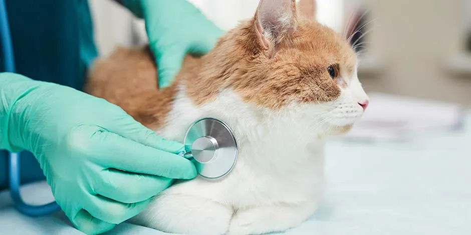 Gato en revisión con el veterinario para determinar si es diabético.