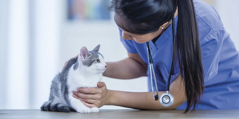 Veterinaria valorando a un michi. Sólo un profesional te dirá si puedes usar leche para hidratar a tus gatos. 